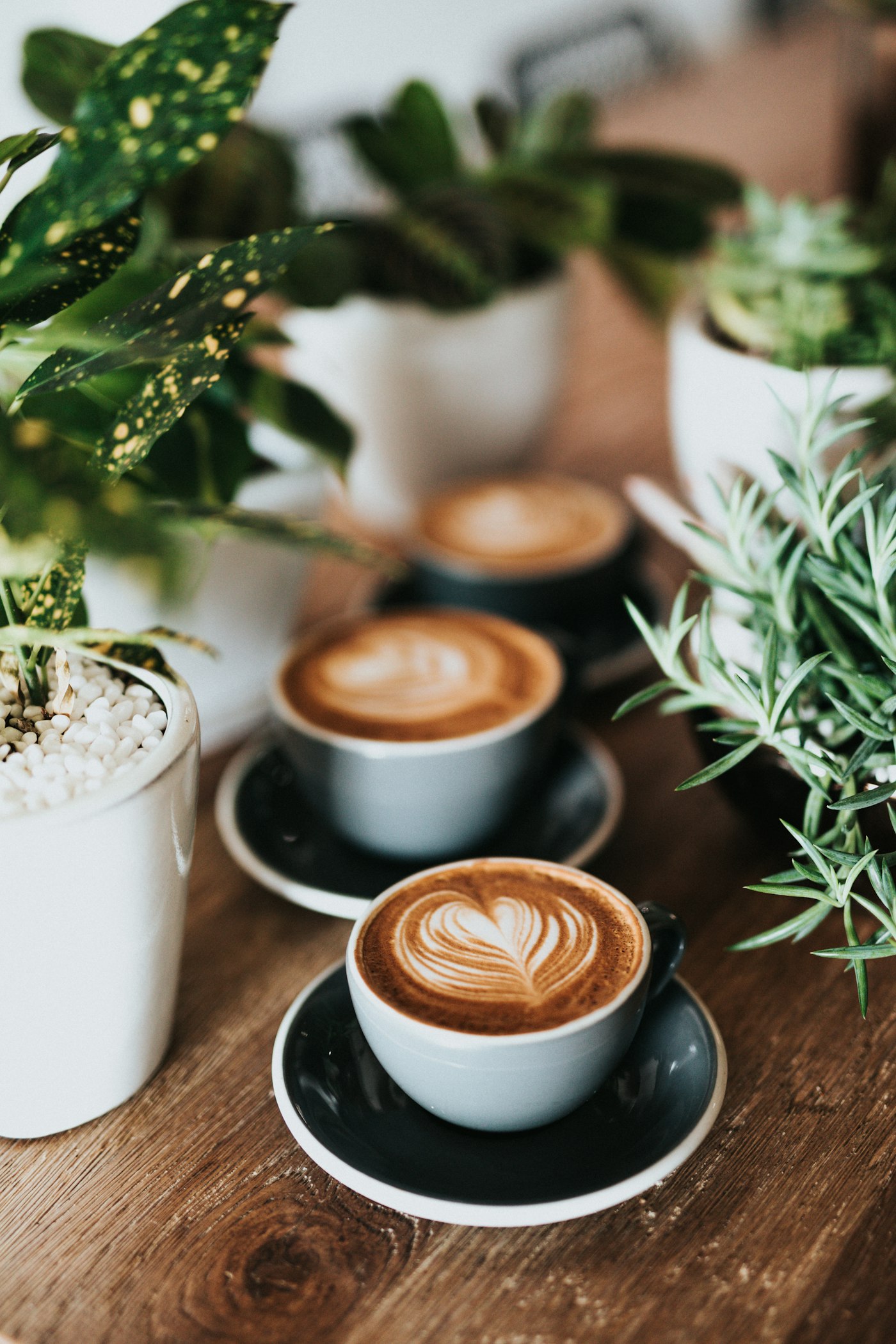 Artisan coffee cups beside indoor botanical greenery
