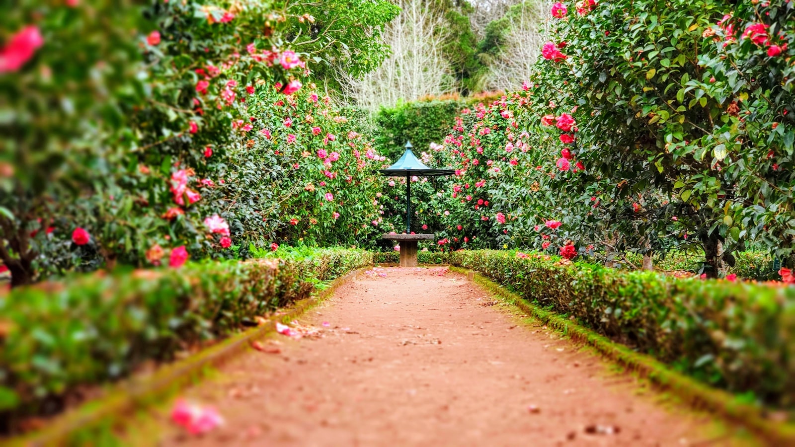 Scenic green pathway with manicured hedging