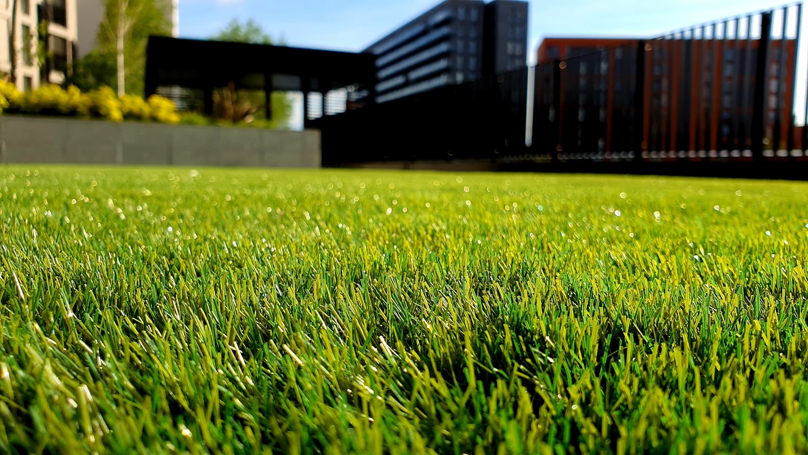 Neatly maintained grass lawn in residential Auckland