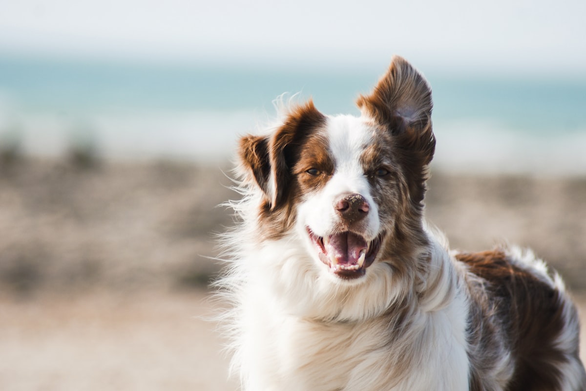 Energetic dog enjoying outdoor coastal breeze