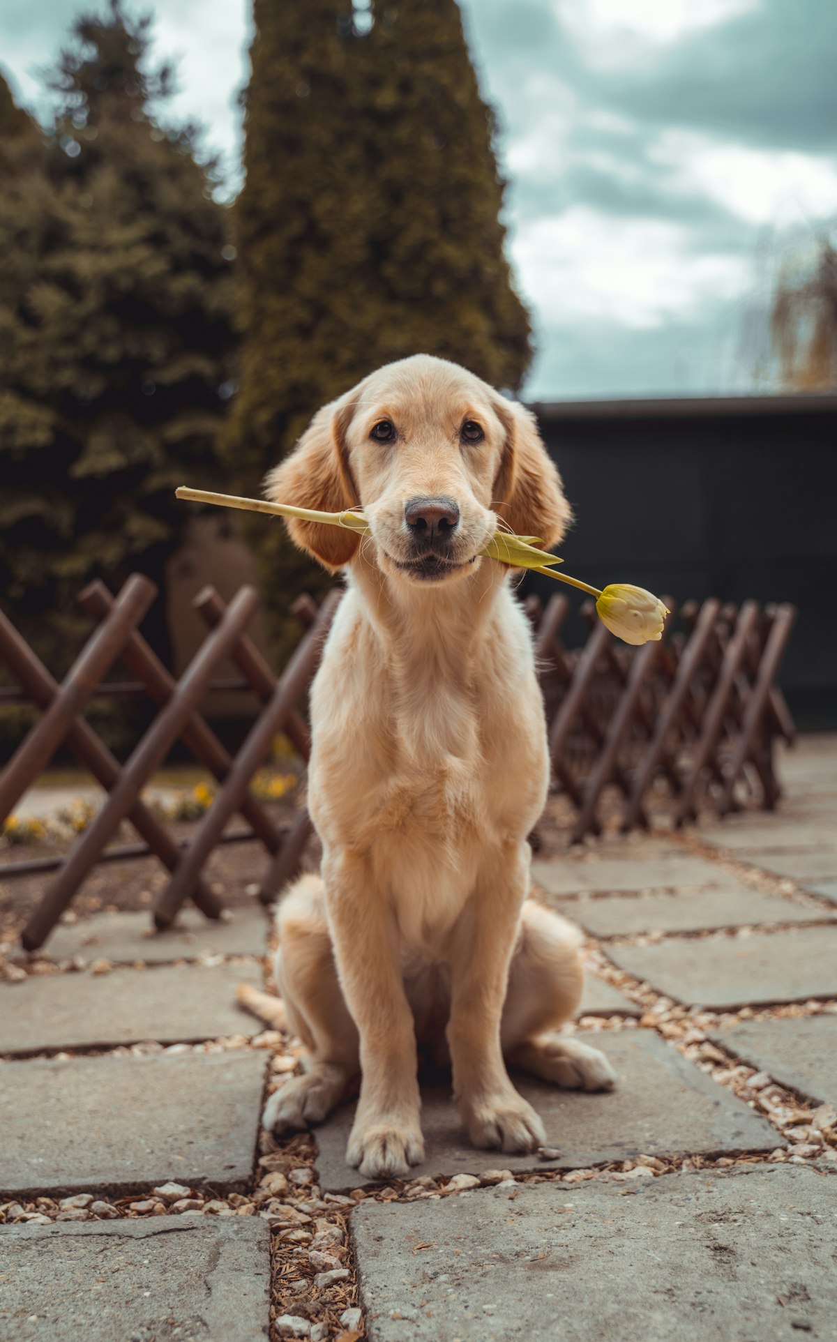 Golden retriever sitting proud with a fresh neat coat