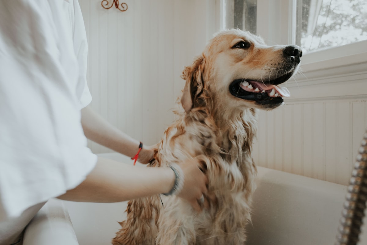 Gentle grooming hands caring for a dog with patience and calm reassurance