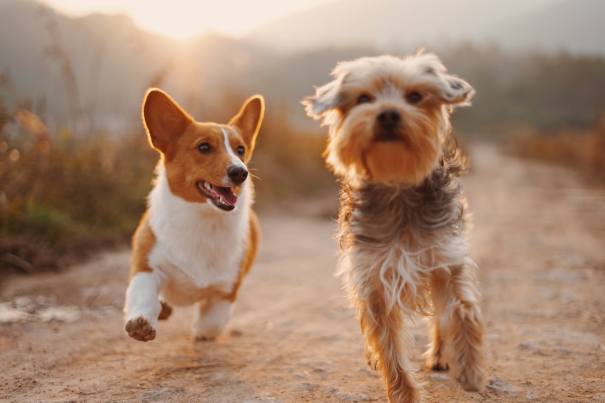 Happy energetic dogs running happily after their groom