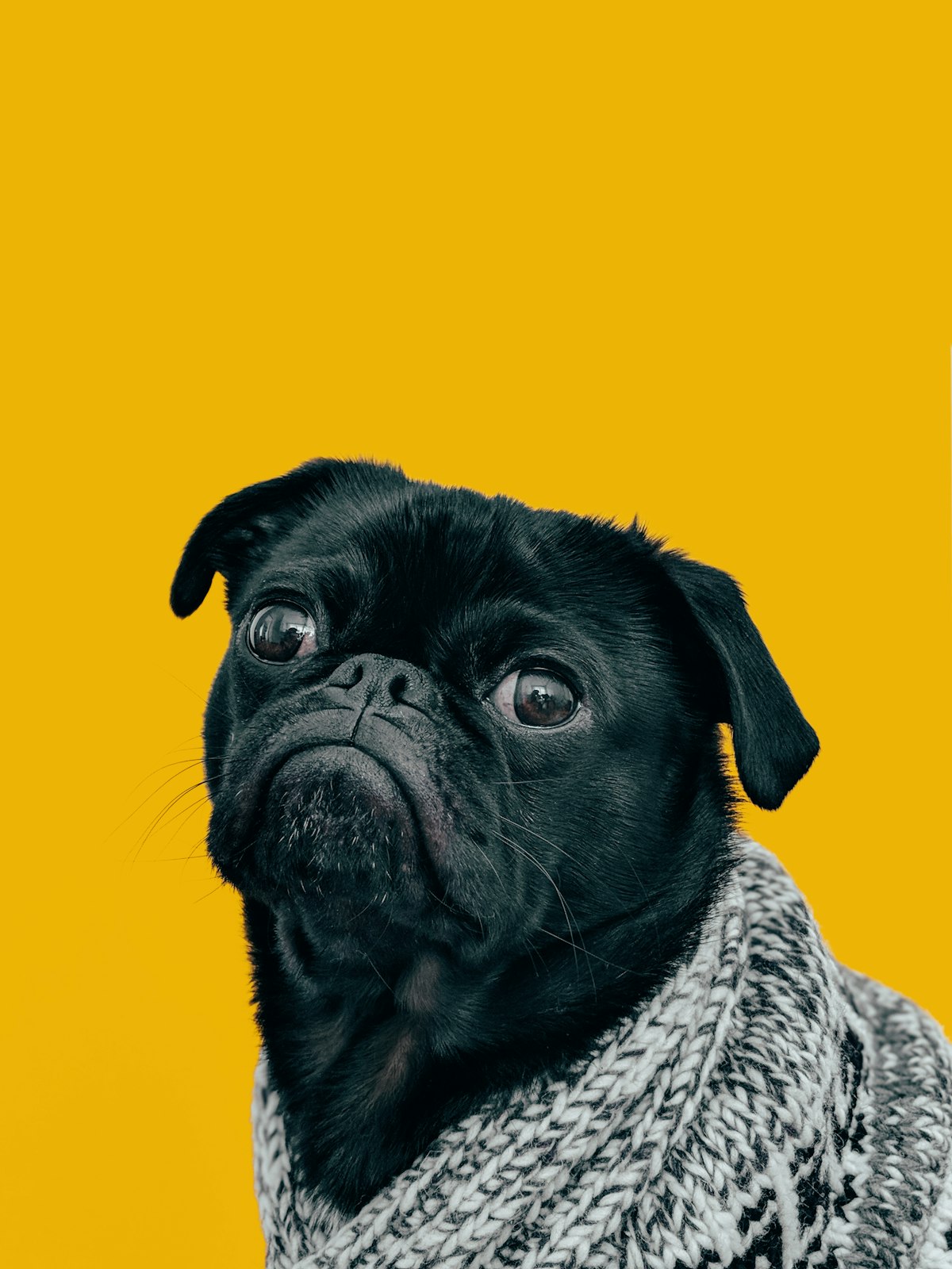 Neatly groomed pug looking attentive and cosy